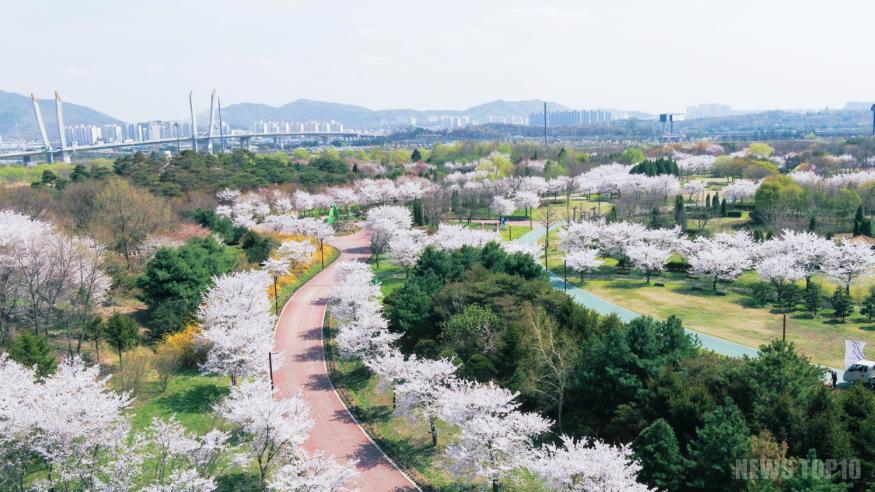 붙임5. 야생화단지 벚꽃 길.jpg